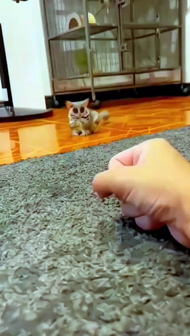 ⁣Funny pets