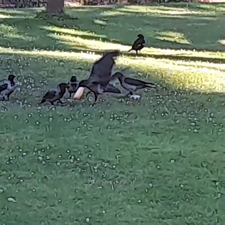 rastlose Stadtkrähen plus Brösel nicht fertig gebackener Brötchen (work in progress: 'Gsindl- und Gfrastergedichte', Isabella Breier)
