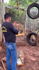 Fiscais do IAT de Umuarama apreendem aves mantidas em cativeiro de forma irregular