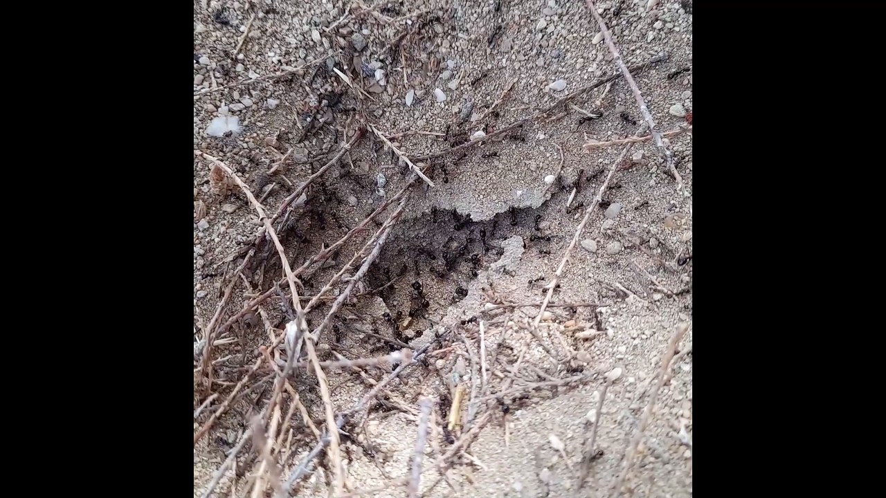 Echos hinterm Abgrund (work in progress: 'Gsindl- und Gfrastergedichte', Isabella Breier)