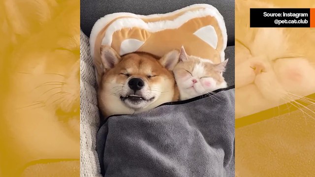 Suloisen ihana video: Koira ja kissa nukkuvat aina yhdessä