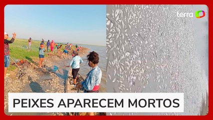 Centenas de peixes morrem misteriosamente em comunidade do Pará: 'Espanta muito'