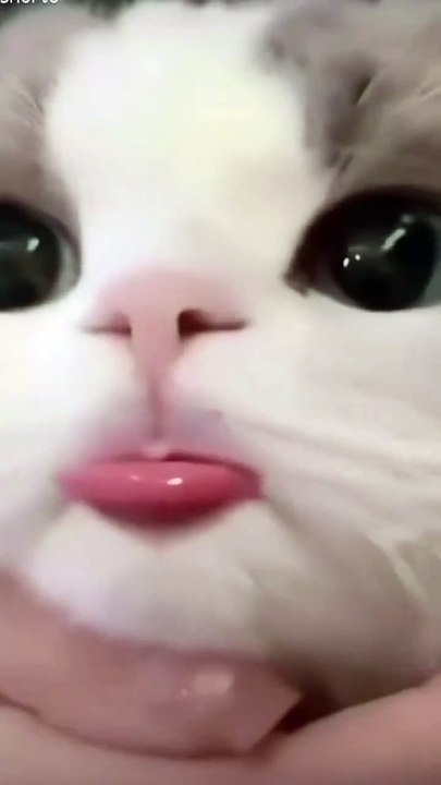 Good morning meow lovers