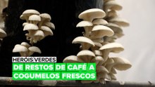 Heróis Verdes: De restos de café a cogumelos frescos