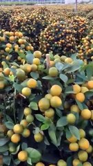 ,,,,,,,,How much fruit with trees,,,,,,,