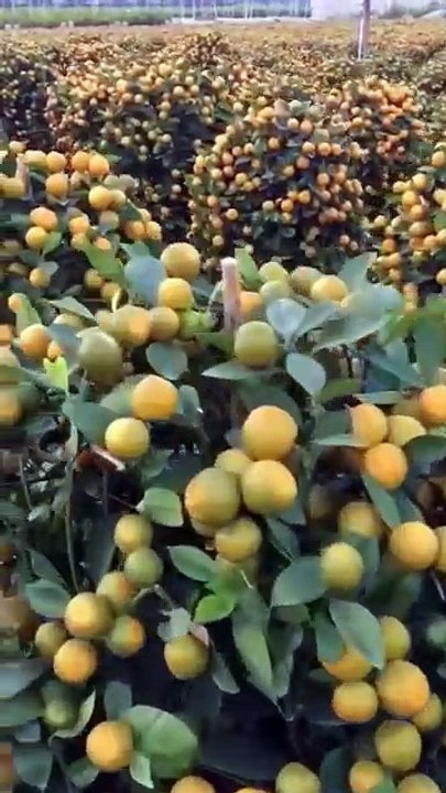 ,,,,,,,,How much fruit with trees,,,,,,,