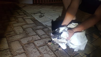 Bombeiros resgatam gatinho que caiu em encanamento; o animal foi apelidado de Mário