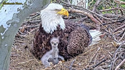 The Biggest Bald Eagle - A Symbol of Strength and Splendor