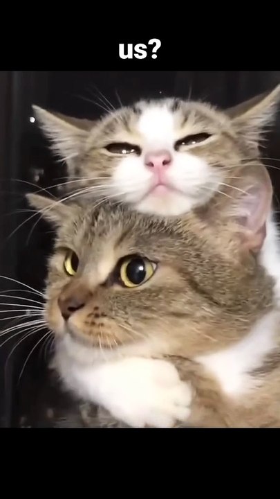 Need Hug 😿