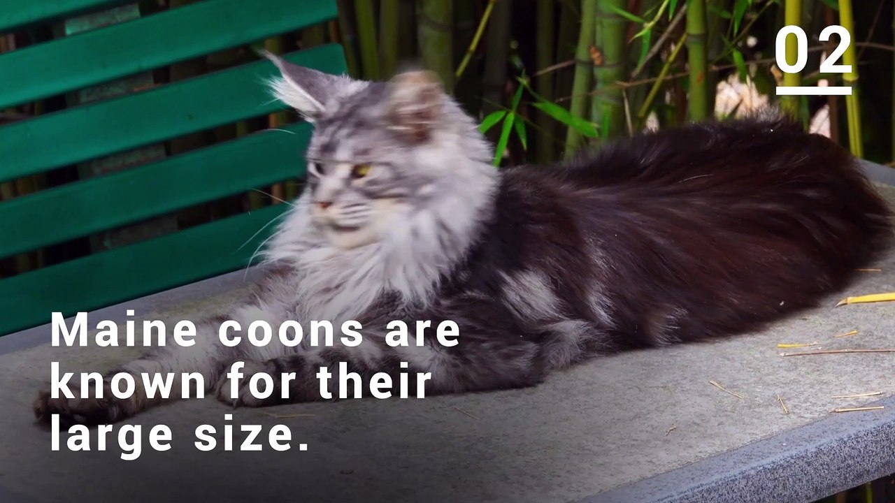 10 of the Cutest Cat Breeds