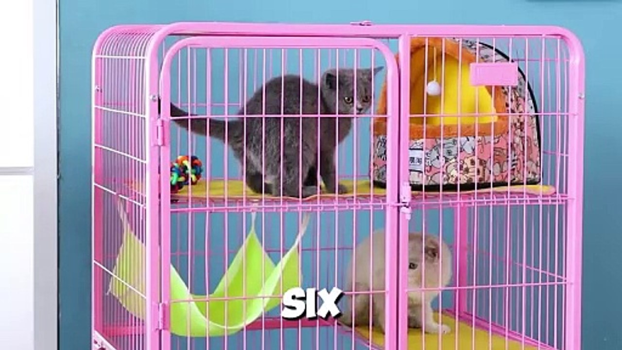 10 Fascinating Characteristics OF Cats The Cat Gui