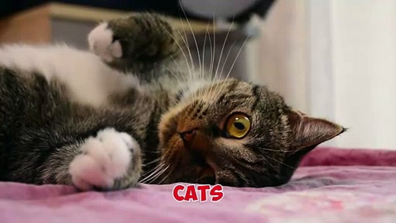 12 Secrets Your Cat May Know About You