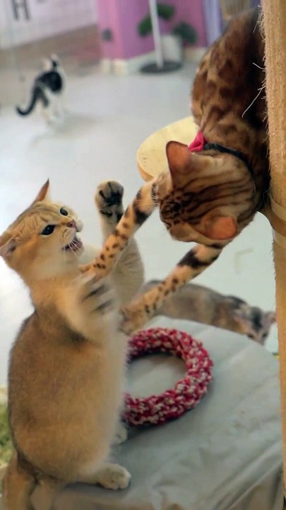 Cute Cats Playing