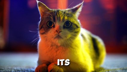 10 Signs Your Cat Might Be Cold