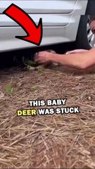 SAVING DEER! #animals #pets #animalstories #animalrescue #cute #cuteanimals #natureglobal