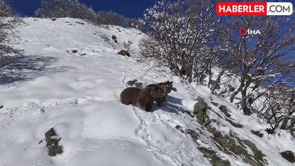 Tunceli'de Ayı Ailesi Dron ile Görüntülendi