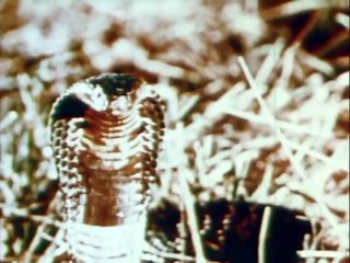 Narcotics Pit of Despair 1967