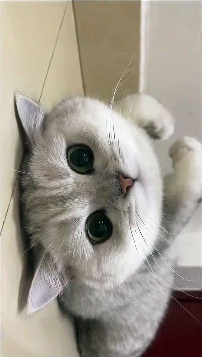 Halo Meow