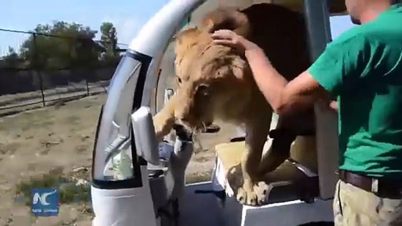 Un lion en manque de calin... adorable mais impressionnant