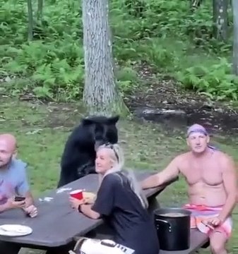 Un ours s'incruste sur un pique-nique avec une famille !