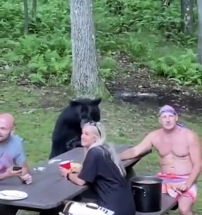 Un ours s'incruste sur un pique-nique avec une famille !