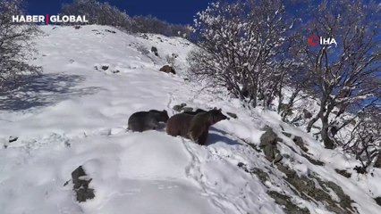 Tunceli'de dron kamerasına yakalanan ayı ailesinin görüntüleri şoke etti
