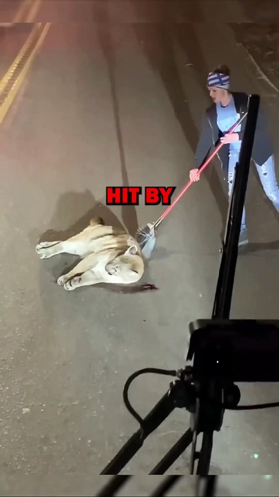 PUMA HIT BY CAR! #pets #animals #animalstories #animalrescue #cute #cuteanimals #natureglobal