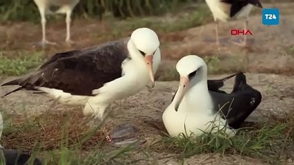 Dünyanın en yaşlı albatrosu olan Wisdom, 74 yaşında yumurtladı