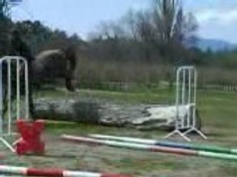 Mon dadou et le saut d'obstacle