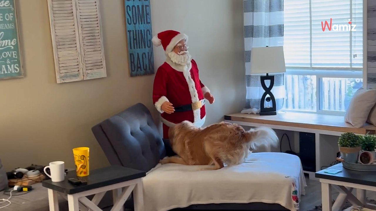 Golden retriever spotyka Świętego Mikołaja. To, co robi, wywołuje salwy śmiechu