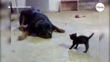 Mały kotek prowokuje rottweilera: niezwykła scena zapiera dech w piersiach!