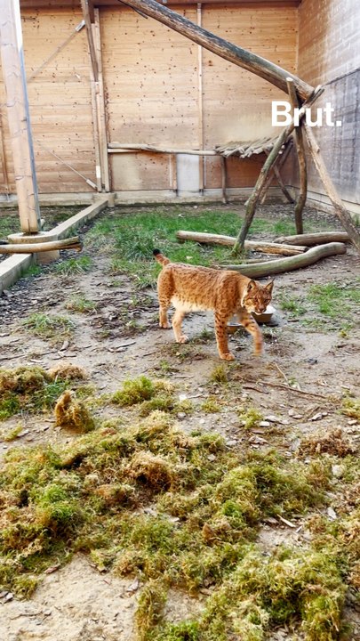 Gilles porte secours aux lynx blessés