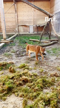 Gilles porte secours aux lynx blessés