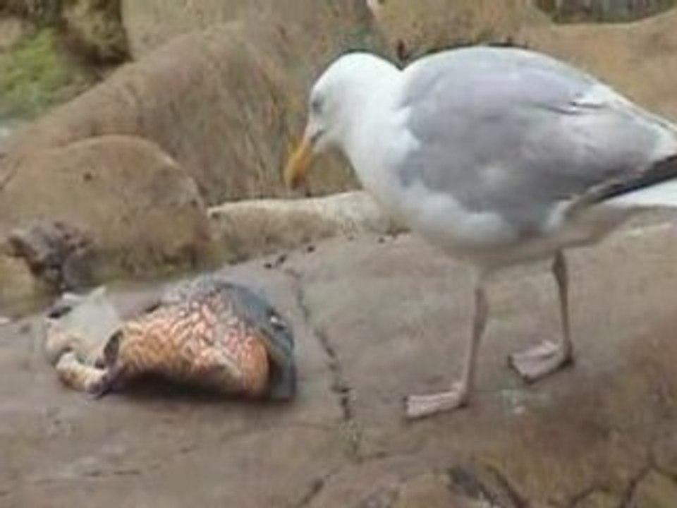 Oiseaux bretagne