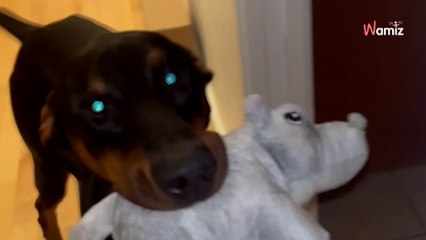 Dobermann is too friendly to be a guard dog, and he couldn't be cuter (video)