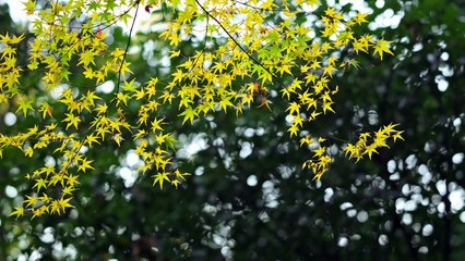 Yellow Leaves branch maple free  video