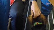 Video. Un cane sale in aereo. La reazione dei passeggeri lascia di stucco