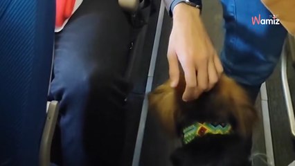 Video. Un cane sale in aereo. La reazione dei passeggeri lascia di stucco