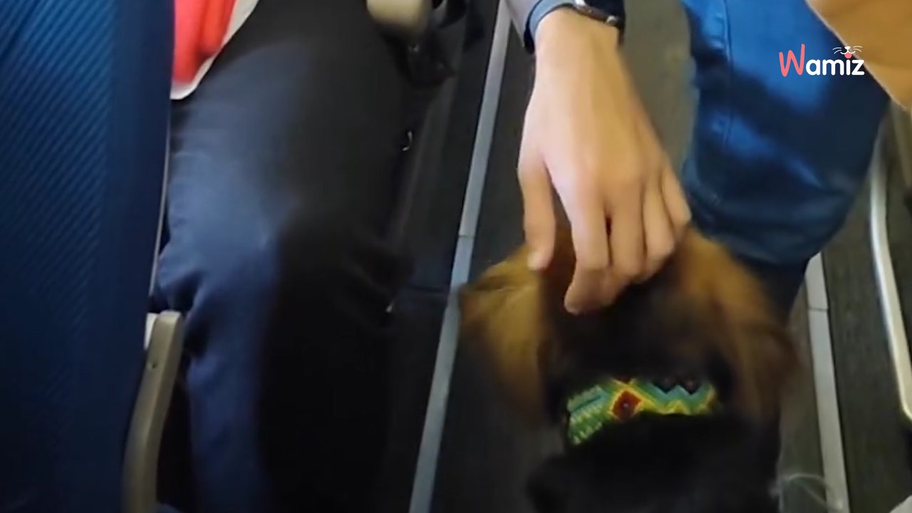 Video. Un cane sale in aereo. La reazione dei passeggeri lascia di stucco
