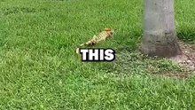 IGUANA RESCUE! #animals #pets #animalstories #animalrescue #cute #cuteanimals