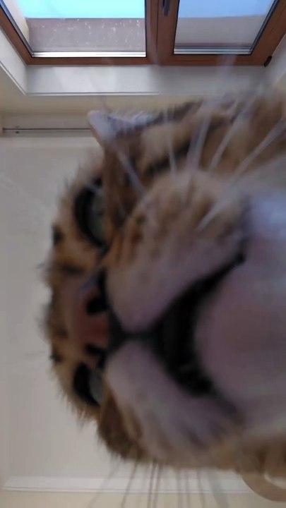 Halo meow