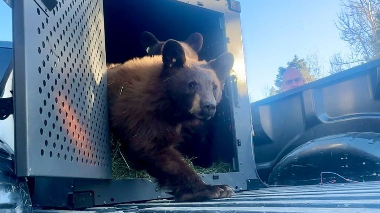 Moment, in dem verwaiste Bärenjunge wieder in die Wildnis entlassen werden