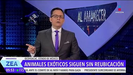 Animales exóticos asegurados en Ocoyoacac siguen sin ser reubicados