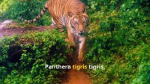 Amazing Bengal Tigers, Roaring Facts About These Big Cats!