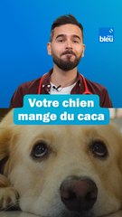 Mon chien mange des crottes
