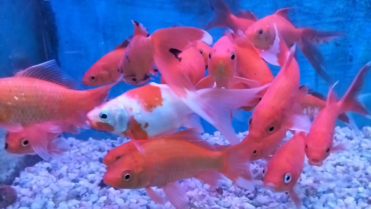 Fishing Video