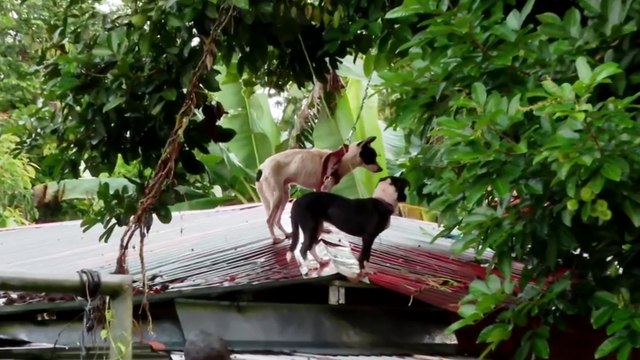 tn7-familias-dejan-mascotas-en-techos-para-ponerlos-a-salvo-de-las-inundaciones-051224