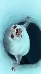 How a seal’s nose prevents water from entering its lungs