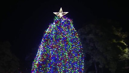 tn7-iluminacion-del-arbol-del-hospital-de-niños-051224