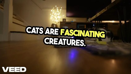10 Amazing Facts About Cats!-VEED